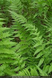 Image result for Dennstaedtiaceae