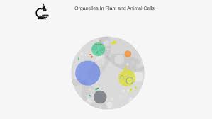 Maybe you would like to learn more about one of these? Organelles Unique To Plant And Animal Cells By Kasper Johannes Korre