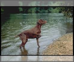 Help keep this page updated: German Shorthaired Pointer Breed Information And Pictures On Puppyfinder Com