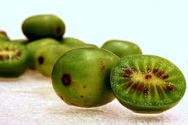 We did not find results for: Kiwi And 11 Other Unusual Fruits You Can Totally Grow In Your Michigan Backyard Mlive Com