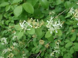 Image result for Lonicera