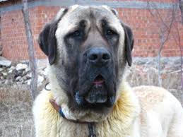 Aksaray Malaklisi If This Is Turkey Then Why Don T I See Any To Eat Kangal Kopegi Kedi Kopek Akbas
