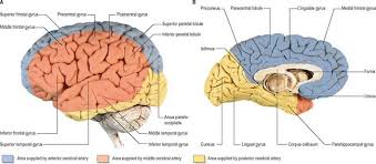 2) medial striate branches of anterior cerebral artery. Vascular Supply And Drainage Of The Brain Clinical Gate