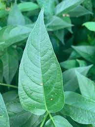 Image result for Vincetoxicum conspicuum