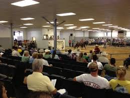 Buy expressive horses in spain. Florida Horse Sales Home Facebook
