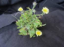 Image result for Tolpis