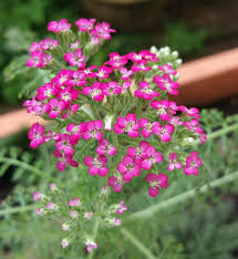 Compare prices & read reviews. Life Is A Garden Juntaian Kesidang My Yarrow Achillea Millefolium Summer Berries