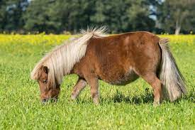 Das falabella ist ein pferd, das alle eigenschaften seiner grösseren verwandten besitzt. Falabella