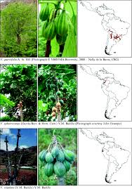 Image result for Cylicomorpha parviflora