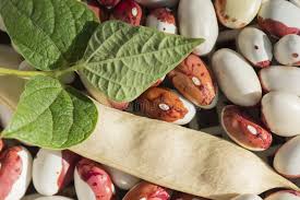 Harvest of Legumes in Autumn. Woman Puts Out of Bean Seeds from Dried Pods  Stock Image