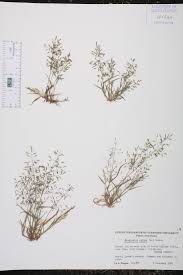 Image result for Eragrostis pilosa
