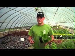Deer and rabbit resistant perennials. Deer And Rabbit Resistant Perennials Sheridan Nurseries Video Youtube