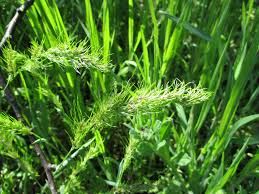 Image result for Megaloprotachne albescens