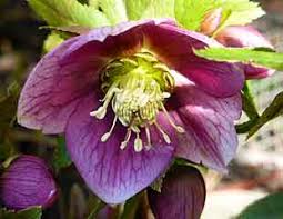 Named for the greek goddess iris, these purple flowers are planted as bulbs. What To Do In The Garden In February