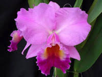 Image result for Kylicanthe