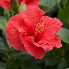 Image result for Hibiscus mechowii