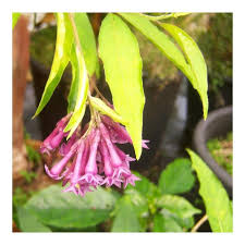 Image result for Cestrum × cultum