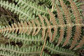 Image result for Pteridium aquilinum