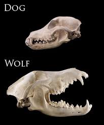 10 Key Differences Between Wolves And Dogs Dog Anatomy Canine Skull Dog Skull