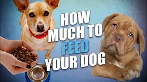 Most dog and puppy food. How Much To Feed A Dog Commercial And Homemade Foods Youtube