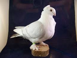 Bird With No Feathers 4 Likes Tumblr Pigeon Breeds Beautiful Birds Pigeon
