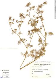 Image result for Apium leptophyllum