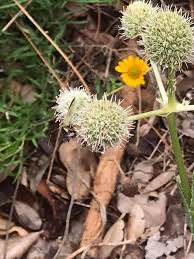 Image result for Menodora africana