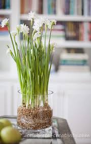 How To Grow A Paperwhite Garden In 2020 Bulb Flowers Paperwhites Planting Bulbs