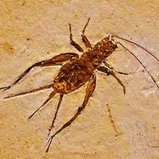 Atau bisa juga disebut kata yang menghubungkan antara kalimat, frasa, klausa dan lainnya. Asal Usul Umpatan Jangkrik Historia