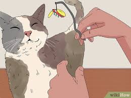 Cats with cerebellar hypoplasia often have trouble walking, running, keeping balanced, jumping, and locating objects. 3 Ways To Care For A Cerebellar Hypoplasia Cat Wikihow