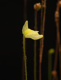 Image result for Genlisea africana