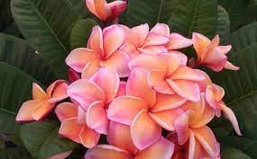See more of les plus belles fleurs du monde on facebook. 1001 Photos Des Plus Belles Fleurs Du Monde Exotiques Et Rares