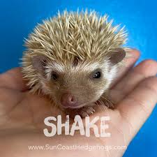 Baby hedgehogs for sale near me. Available Hedgehogs Sun Coast Hedgehogs