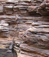 Creepy Things You Ll See In Australia World Biggest Snake Deadly Creatures Animals Of The World