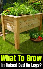 Tips and inspiration to get growing. Ø£Ø³Ø±Ø© Ø¨Ù„Ø§Ø³ØªÙŠÙƒÙŠØ© Ù…Ø±ÙÙˆØ¹Ø© Ø¹Ù„Ù‰ Ø§Ù„Ø³Ø§Ù‚ÙŠÙ† ÙƒÙŠÙ ÙˆÙ…Ø§Ø°Ø§ ØªÙ†Ù…Ùˆ Ø¹Ù„ÙŠÙ‡Ø§ Vegetable Garden Raised Beds Vegetable Beds Raised Vegetable Garden Beds