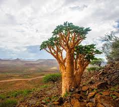 Image result for Cyphostemma schlechteri