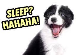 Border Collie Puppy Won T Sleep How To Calm Them Down Houndgames