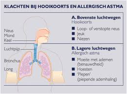 Hooikoorts is een allergie voor het stuifmeel van grassen, bomen en planten die in bloei staan. Hooikoorts Allergie Centrum Hasselt Allergie Dokter Specialist Voedselallergie Intolerantie Huisstofmijtallergie Hooikoorts Allergiespecialist Limburg