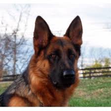 Excellent guard and security dog. Topline Shepherds German Shepherd Dog Breeder In Richmond Kentucky