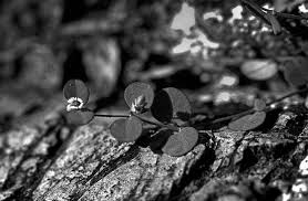 Image result for Eureiandra sp. A