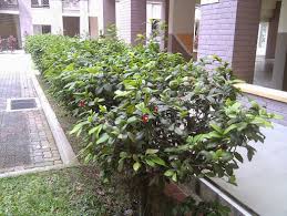 Image result for Ochna kirkii