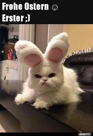 Frohe ostern und eine entspannte zeit mit der familie! Frohe Ostern Lustige Bilder Spruche Witze Echt Lustig