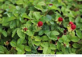 Image result for Duchesnea indica