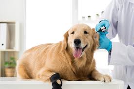 The people were very accommodating and friendly. Animal Planet Captures Laughter And Tears Of Family Vet Clinic