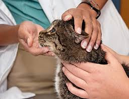Afflicted dogs and cats can be so itchy that they scratch their skin raw. Feline Allergic Dermatitis And Your Cat S Hair Loss