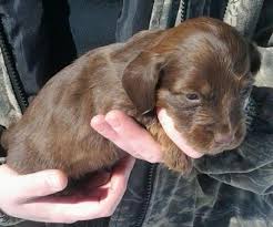 Also, be sure to check the dachshund dog breeder listings in our dog breeder directory, which feature upcoming dog litter announcements and current puppies for sale for that dog breeder. 3 Beautiful Male Miniature Dachshund Puppies For Sale In Harrisburg Illinois Classified Americanlisted Com