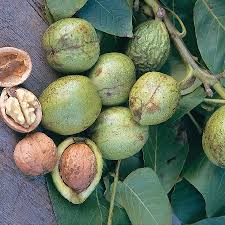 Ağacın yaprakçık,meyve,genç sürgün ve yaprak saplarında görülen bu. Tarim Siteniz Ceviz