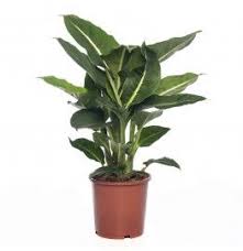 8717263113461 0 Jpg 262 270 Green Magic Green Plants