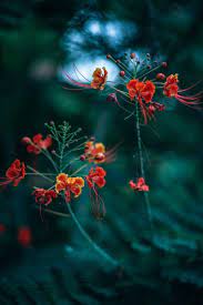 Whatsapp profile pictures beautiful flowers heart dps pics. 32 Free Stock Pictures Of Flowers Fancycrave