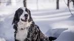 Bernese Mountain Dog Mix Puppies for Sale | Lancaster Puppies